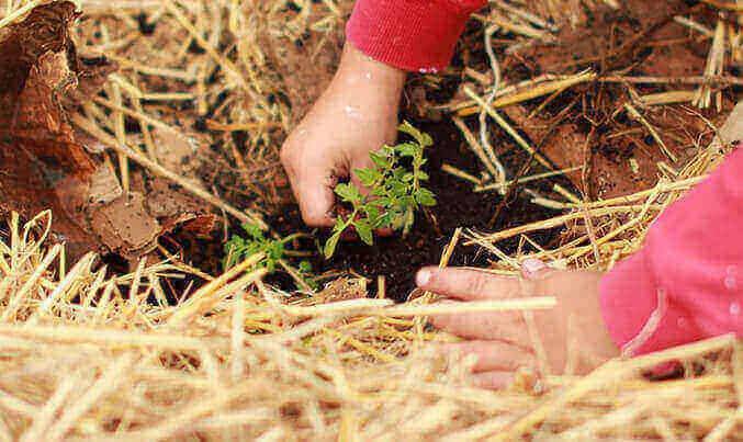 Chennai NGO to plant trees in an effort to save wildlife amidst climate change